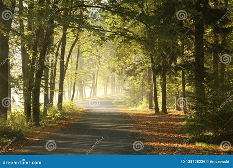 A Country Road Through A Misty Autumnal Forest Stock Photo Image Of