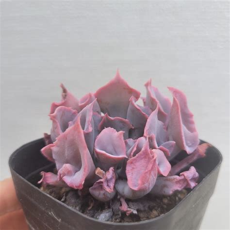 Echeveria Trumpet Pinky Dk Succulents Korea Rare Korean Succulents