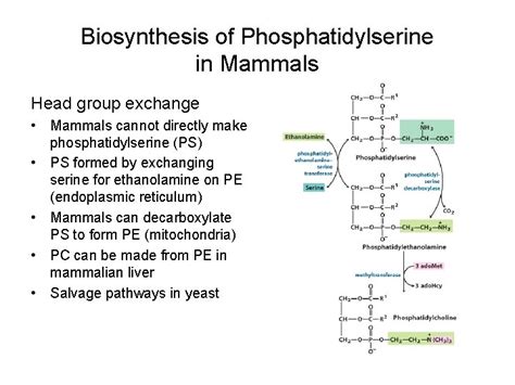 Biosynthesis of Membrane Lipids Membrane Lipids Glycerolipids ...