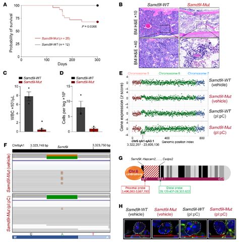 Samd L Mutation Induces Bone Marrow Hypocellularity And Nonrandom