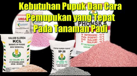 Kebutuhan Pupuk Dan Cara Pemupukan Yang Tepat Pada Tanaman Padi Youtube