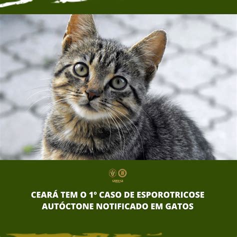 Cear Tem O Caso De Esporotricose Aut Ctone Notificado Em Gatos