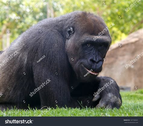 Portrait Of Young Smiling Gorilla Stock Photo 107194541 Shutterstock