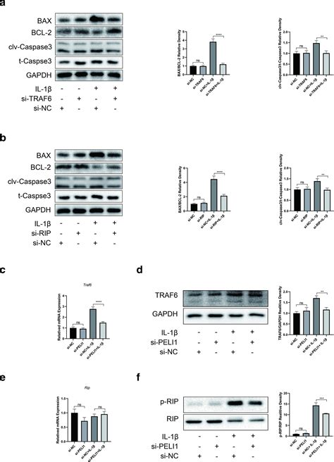 Decreased Peli1 Expression Attenuates Osteoarthritis By Protecting