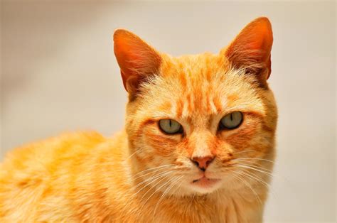 A tabby cat 4362521 Stock Photo at Vecteezy