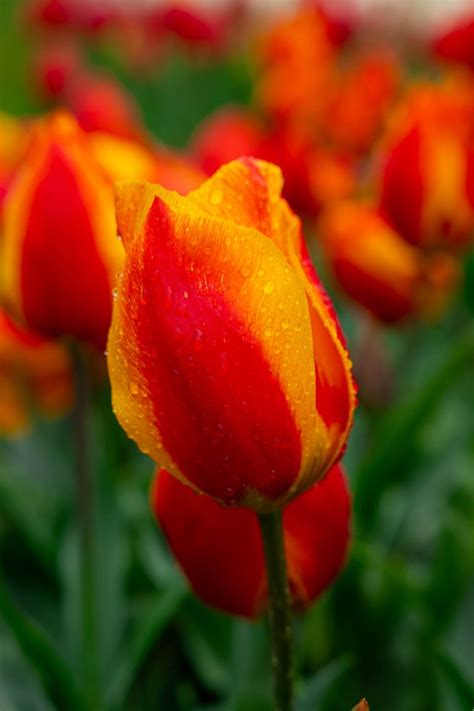 How To Enjoy The Vibrant Tulip Fields In Lisse