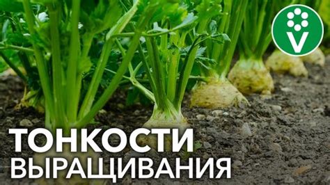 Все секреты сельдерея: при таком посеве корнеплоды вырастут огромными ...