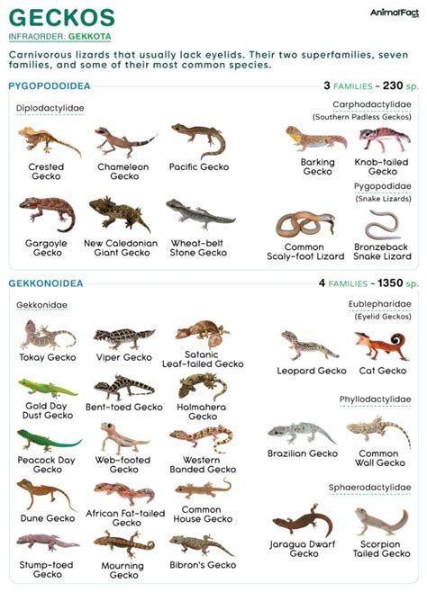 Gecko Types Species Lifespan Habitat Diet And Pictures