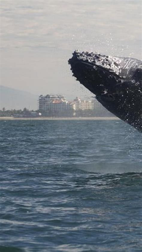 Whale-Watching Tour Puerto Vallarta | Whale watching tours, Whale watching, Cool places to visit