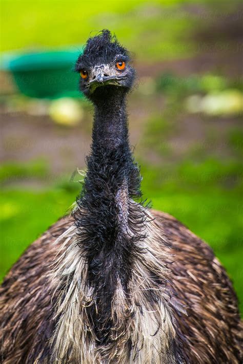 "Emu" by Stocksy Contributor "ALAN SHAPIRO" - Stocksy