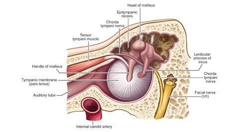 A Beginners Guide To Tensor Tympani Syndrome Treble Health