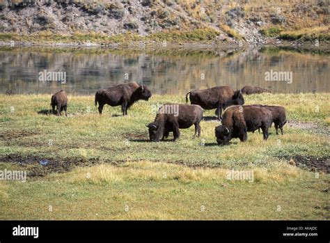 American Bison Bison bison Small herd Yellowstone NP Stock Photo - Alamy