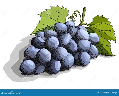 Ejemplo Del Vector De Las Bayas De Las Uvas Del Dibujo Ilustraci N Del