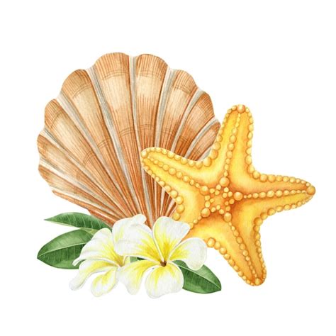 Shell Clipart Pictures