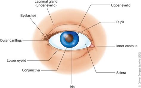 Eyes And Ears System Flashcards Quizlet