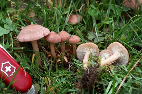 California Fungi Rugosomyces Carneus