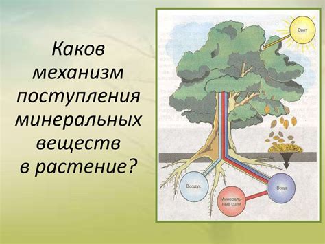 Жизнь растений. 6 класс - презентация онлайн
