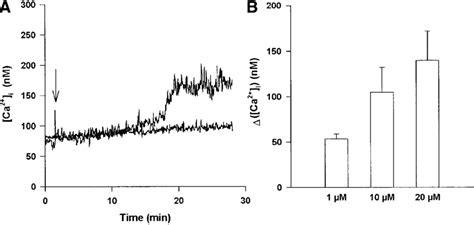 Effect Of Nifedipine On Ca I In Isolated Newborn Rat Distal Tubules