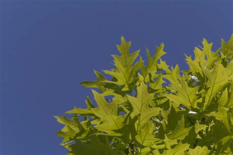 green oak tree leaves against blue sky 21629084 Stock Photo at Vecteezy