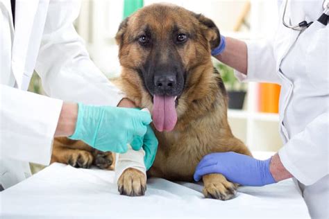 Cáncer en Perros Tipos Síntomas y Tratamientos