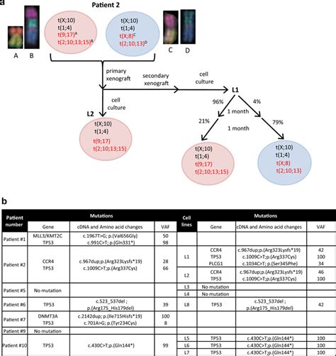 Clonal Heterogeneity And Evolution Of Scs Revealed By Pdc And Pdx Download Scientific Diagram