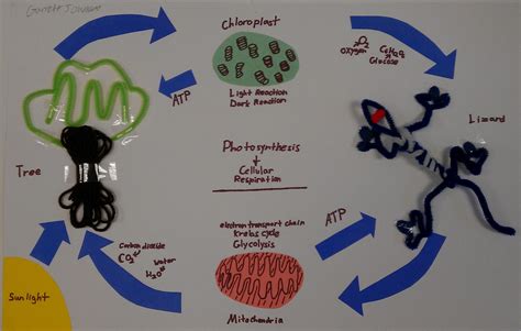 3d Model Of Photosynthesis And Cellular Respiration