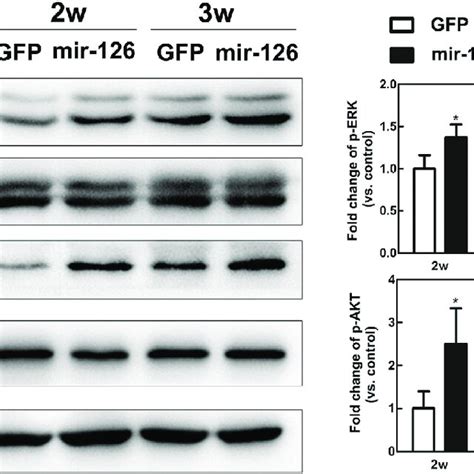 Mirna Activated Akt And Erk Signaling Pathways In Pmcao Mice Left