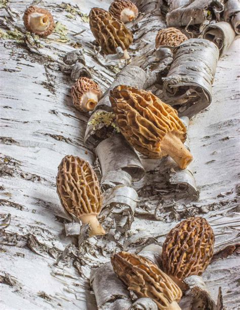 Foraging And Cooking Black Morel Mushrooms