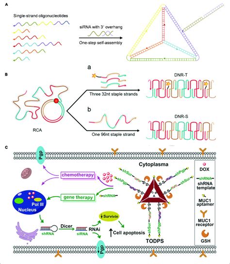 Pure Dna Nanoassembly For Nucleic Acid Based Drugs Delivery A Dna