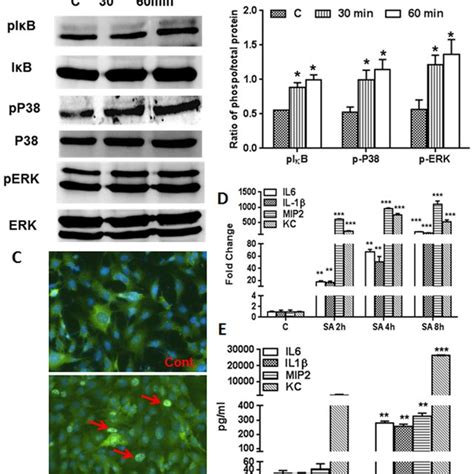 Western Blot And Ihc Analysis Of Tlr Expression In W Cells W