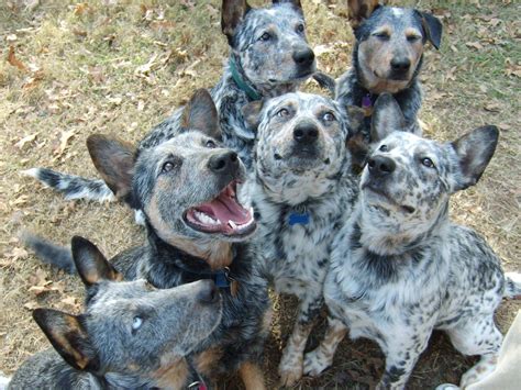 Are Blue Heeler Dogs Easy To Train