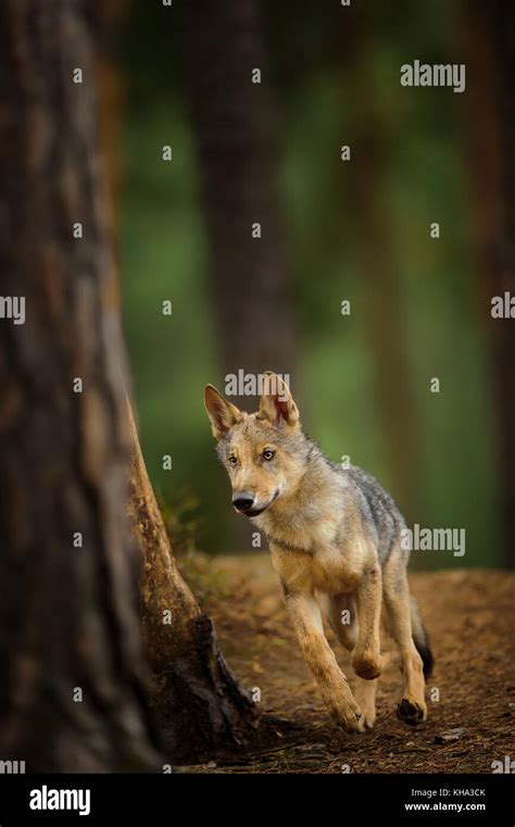 Grey Wolf Forest Cub Hi Res Stock Photography And Images Alamy