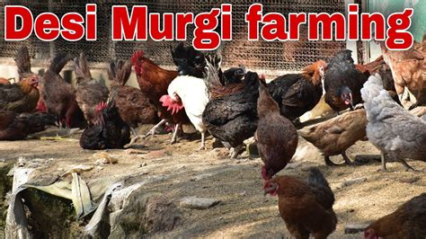 Desi Murgi Farming In India Desi Murgi Palan Raebareli Uttar Pradesh