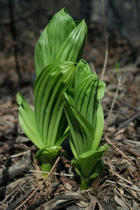 Veratrum viride Définition et Explications