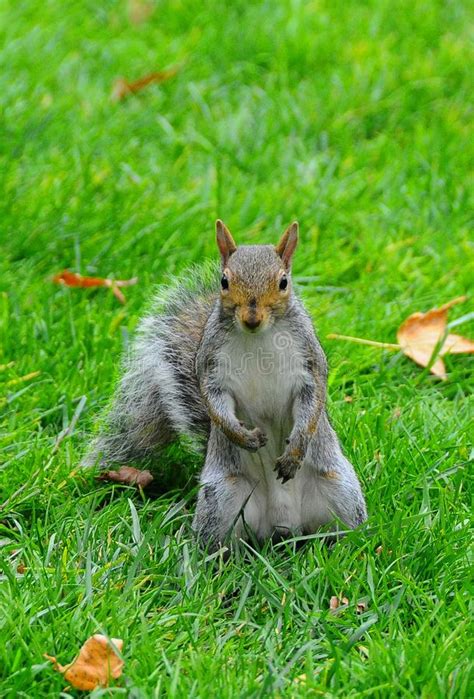 Ardilla Gris Oriental Sciurus Carolinensis Foto De Archivo Imagen