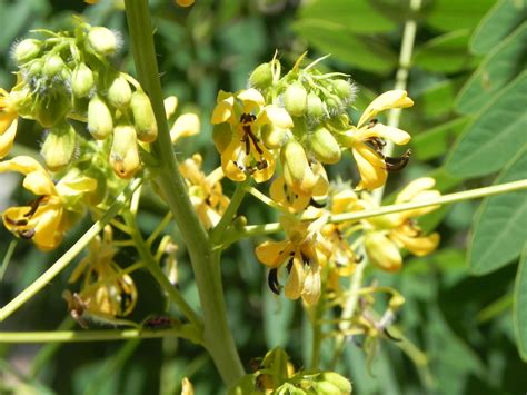 The cassia recent bookings list has an unexpected name 21