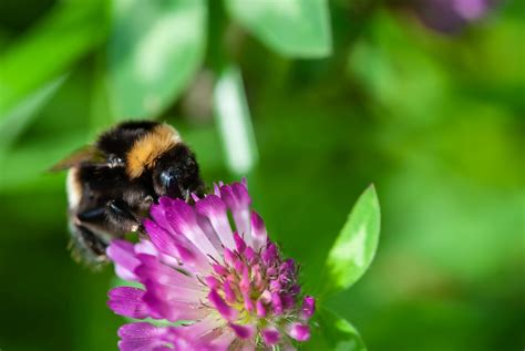 What are the Benefits of Bumble Bees? | Clegg's Pest Control