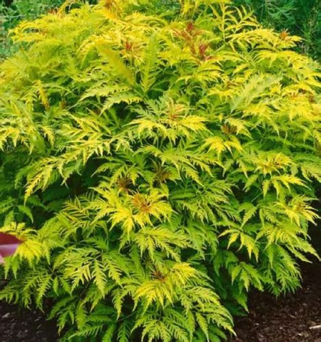 Sambucus Nigra Golden Tower Elderberry 5litre Pot The Tree Garden Kent