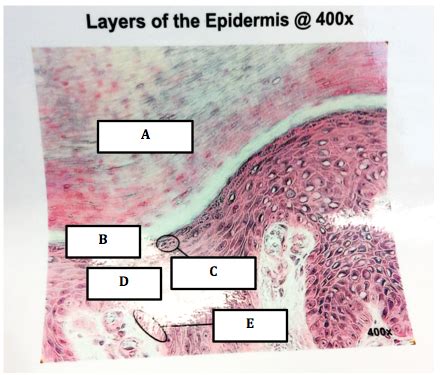 Integumentary System Lab Flashcards Quizlet