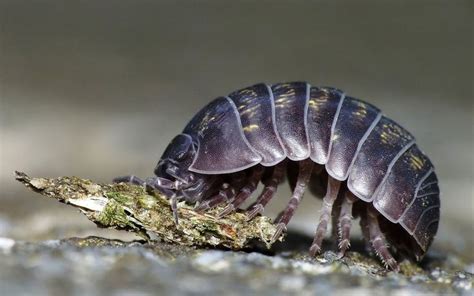 Armadillidium Vulgare Known By Many Common Names Ex Roly Poly Pill