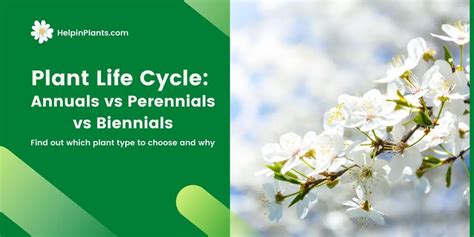 Plant Life Cycles Perennial Vs Annual Vs Biennial