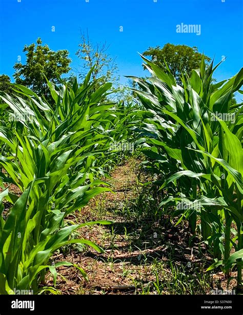 Corn Field Iowa Hi Res Stock Photography And Images Alamy