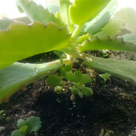 Kalanchoe Laetivirens Mother Of Thousands Uploaded By Leeloodallas