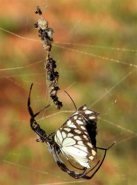 Australian Golden Orb Weaver Spider Trichonephila Edulis Ausemade