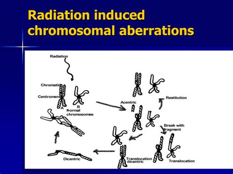 Ppt Biological Effects Of Ionizing Radiation At Molecul Es And C Ell