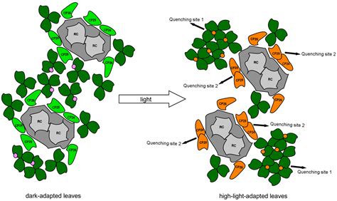 Electron Transfer Routes in Oxygenic Photosynthesis: Regulatory ...