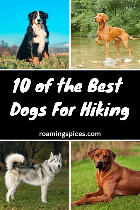 Best Dogs for Hiking - Here are 10 Perfect Companions • Roaming Spices