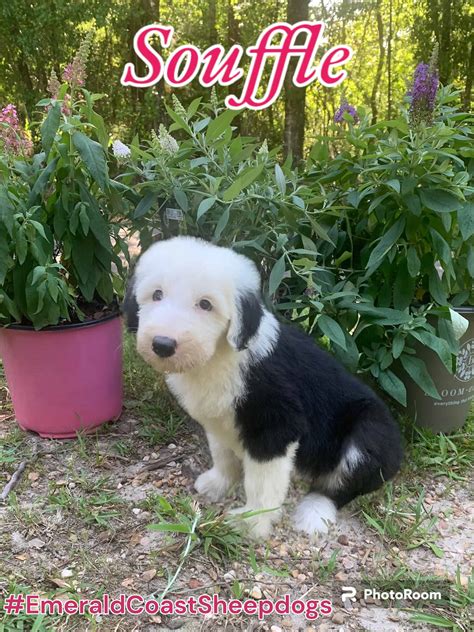 Adorable Old English Sheepdog Puppies | PetClassifieds.com