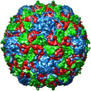 Covering Up A Naked Virus Virology Blog