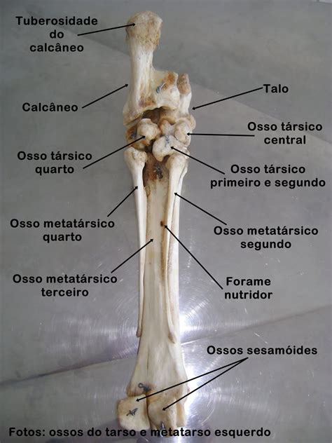 Ossos Do Tarso Anatomia Veterin Ria I